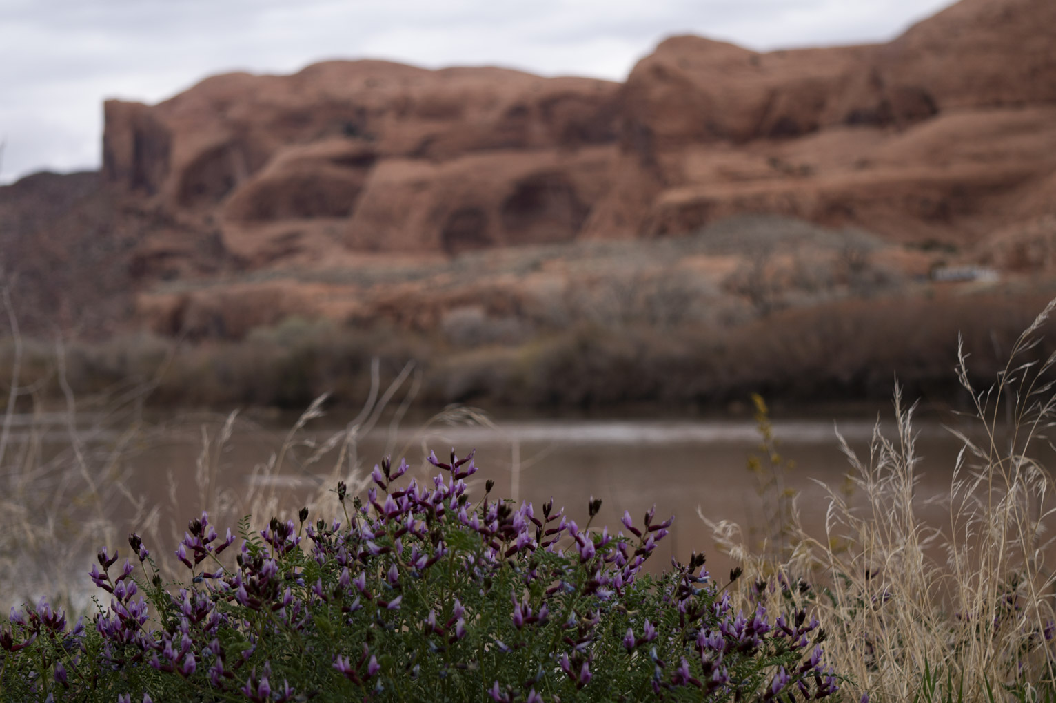 Some purple lupine flower with the river and rocks behind